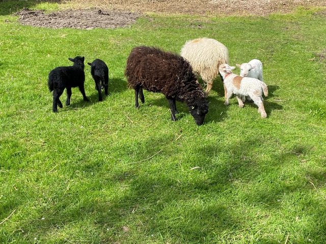 Preview of the first image of Registered Pedigree Ouessant Lambs 2024.