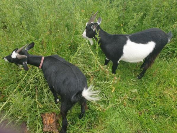 Image 11 of TWIN FEMALE PYGMY GOATLINGS FOR SALE
