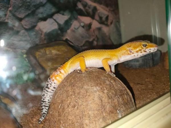 Image 2 of 3yr old super hypo tangerine carrot tail baldy leopard Gek