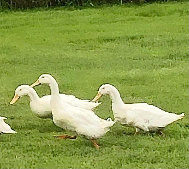 Preview of the first image of Aylesbury ducks last years young.