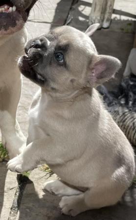 Image 15 of QUALITY TRUE TO TYPE FRENCH BULLDOG PUPPIES