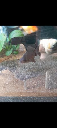 Image 2 of Young black moor goldfish free to good home