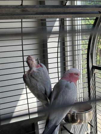 Image 1 of Galah Cockatoo Breeding Pair
