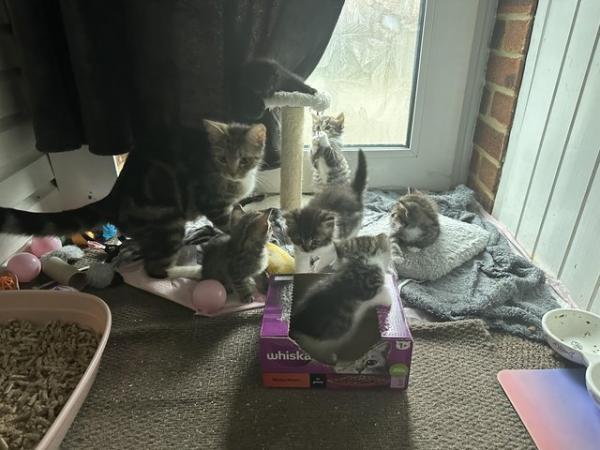Image 5 of 6 kittens for sale mixed