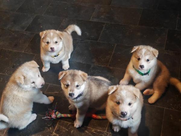 Image 16 of Akita/husky mix puppies