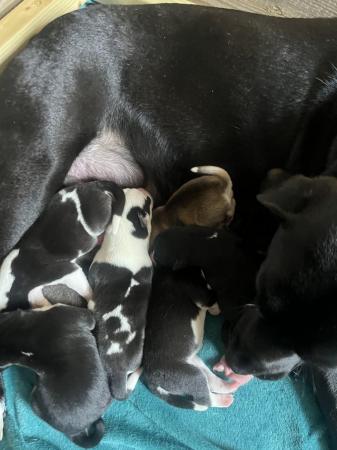 Image 3 of 7 week year old Labsky Puppies