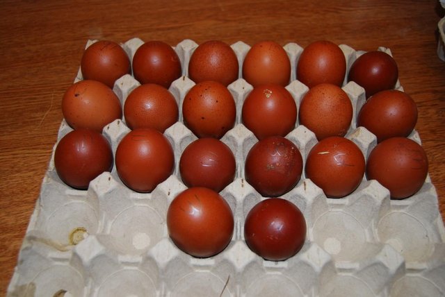 Image 2 of Pure Bred Copper Black Maran Hatching Eggs