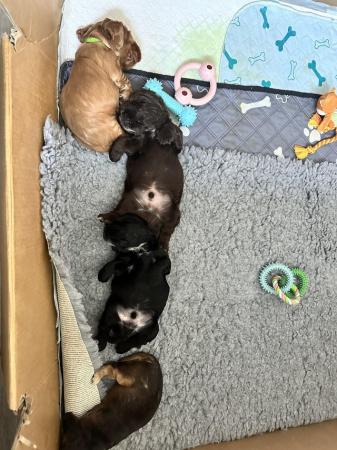 Image 6 of Show Cocker Spaniel Puppies READY TO GO 5th July DNA CLEAR