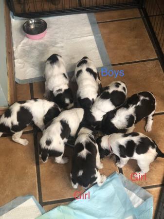 Image 8 of Liver and white English Springer Spaniels only girls left