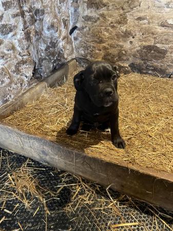 Image 16 of Ready to leave now 8 Cane Corso puppies 3 remaining