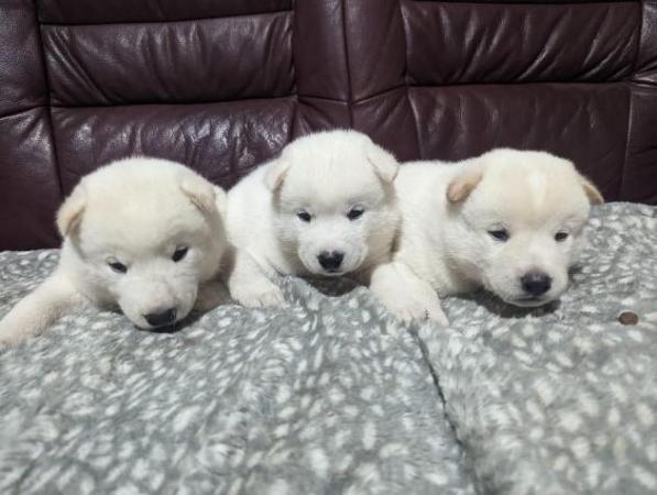 Image 9 of Stunning Husky-Akita puppies ready for new homes now!