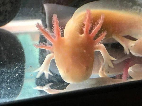 Image 7 of X1 AXOLOTL, Wild available only, very heathy, 1 year old now