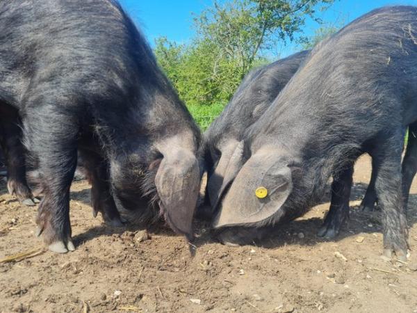 Image 2 of 3 x 6 month old Large Black gilts