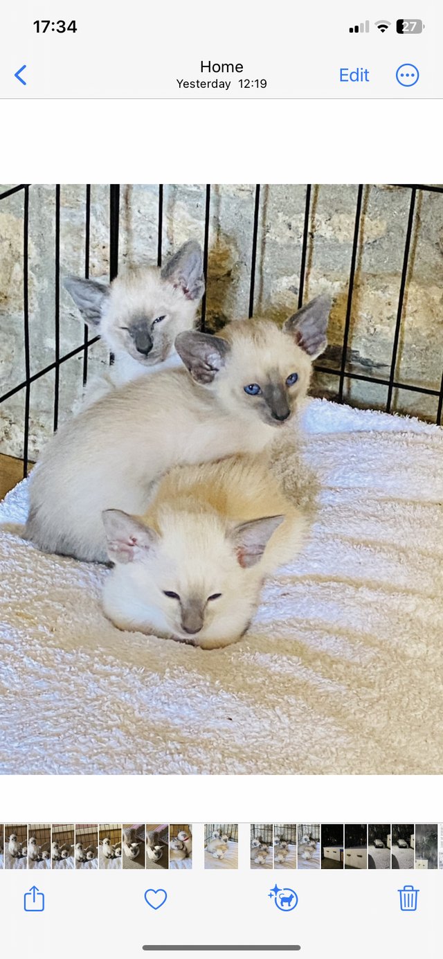 Preview of the first image of Stunning Registered Siamese Kittens.