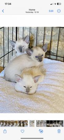 Image 1 of Stunning Registered Siamese Kittens