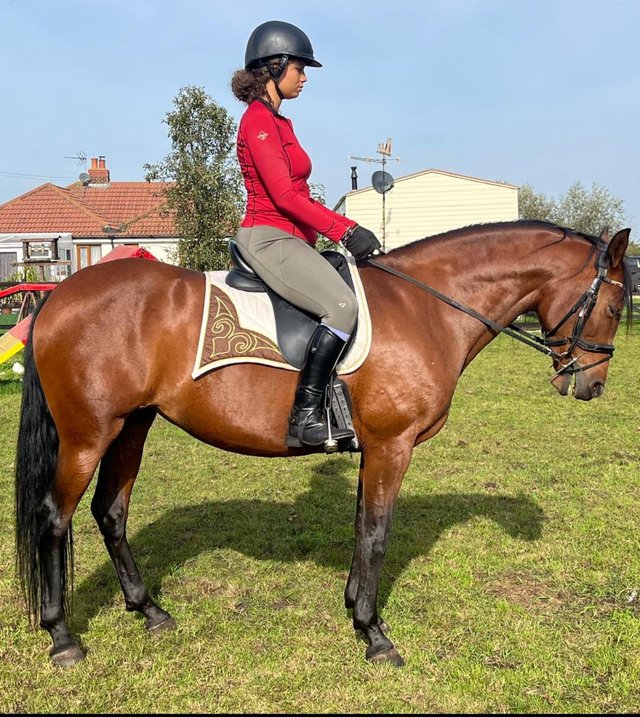 Preview of the first image of Bay Andalusian mare for shared loan.