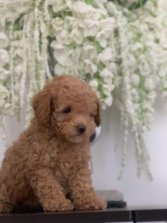 Image 5 of toy poodle puppy’s ready now!!