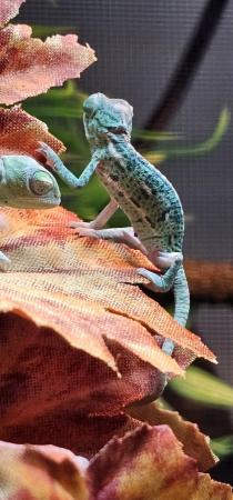 Image 6 of Yemen Chameleon babies, READY N0W £50 male and female avail