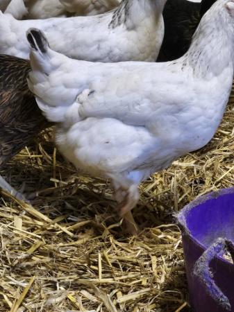 Image 9 of Hybrid chicks & point of lay, all females