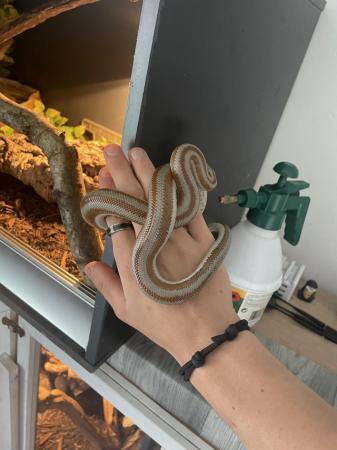Image 2 of 3year old rosy boa for sale