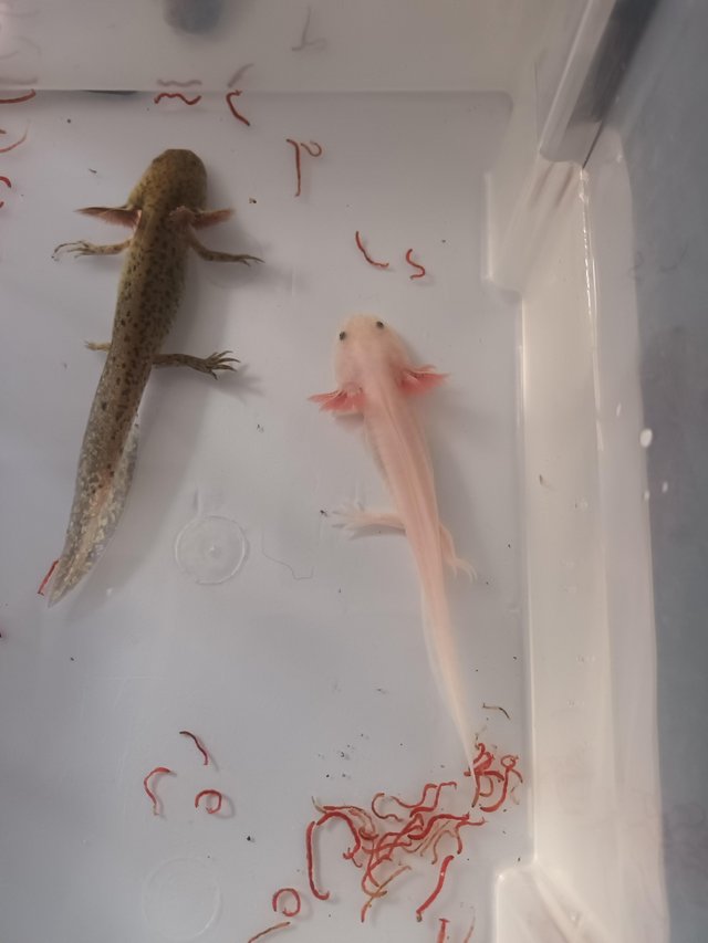 Preview of the first image of 5 1/2 months old baby axolotles ready for there forever home.