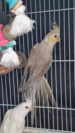 Image 7 of Young cockatiels avairy bred...please read add in full