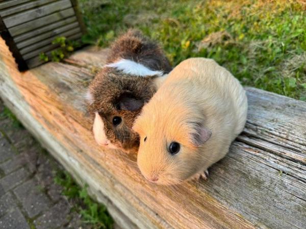 Image 8 of Guinea pigs male and female for sale. Sheffield.