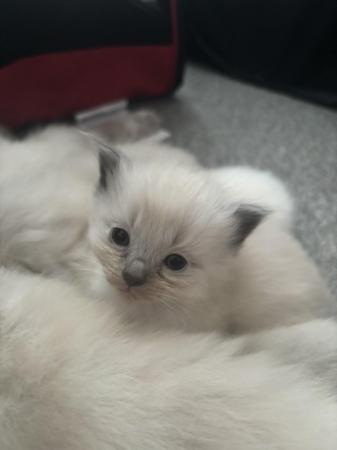 Image 3 of ALL SOLD Ragdoll kittens