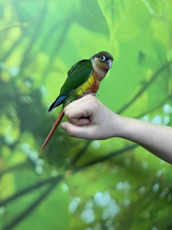 Image 7 of Hand Reared Baby Green Cheek Conures At Urban Exotics