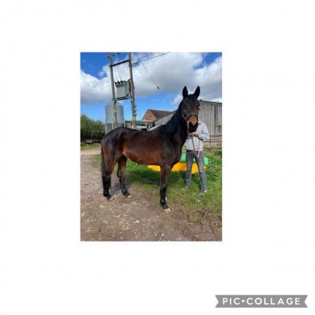 Image 3 of Beautiful 15.2hh warmblood mare