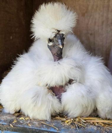 Image 2 of SHOWGIRL/SILKIE fertile hatching eggs