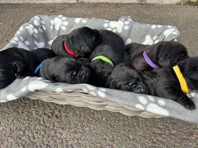 Preview of the first image of KC REGISTERED LABRADOR PUPS.