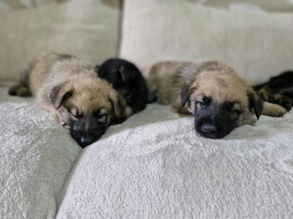 Image 3 of German shepherd cross Belgium Malinois puppies for sale