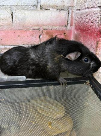 Image 1 of 6 male guinea pigs for sale from 3 months to 2 years