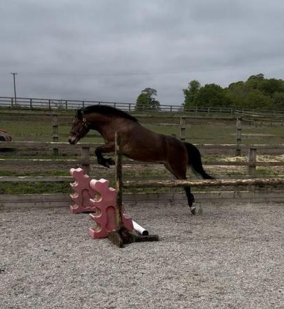 Image 1 of New Forest Gelding 5yrs old 13.2hh