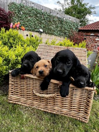 Image 1 of Gorgeous KC Registered Labrador Puppies