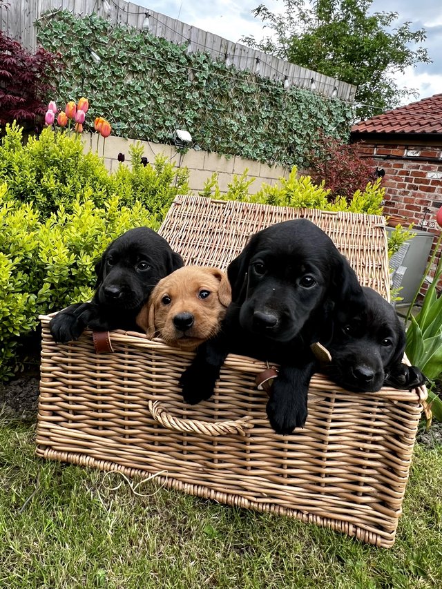 Preview of the first image of Gorgeous KC Registered Labrador Puppies.