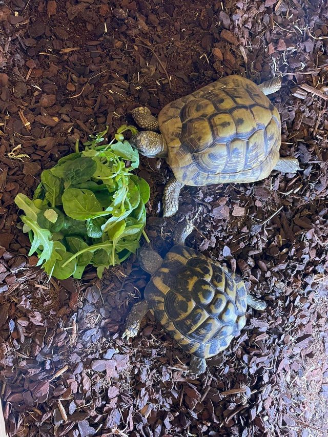 Preview of the first image of 2 10yo herman tortoises.