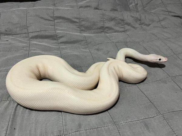 Image 2 of Ivory ball python CB19 proven male