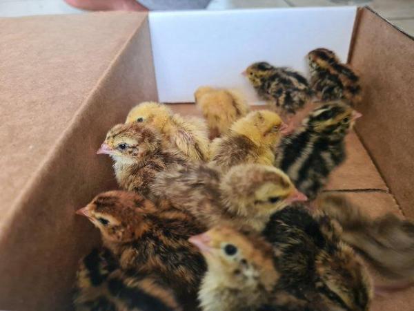 Image 3 of Coturnix Quail chicks (Born Mon 05/02)