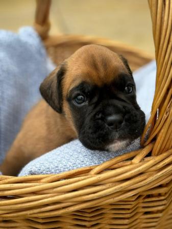Image 13 of Stunningly Perfect 6 week old KC Pedigree Boxer puppies.