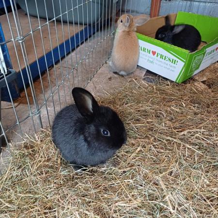 Image 16 of Cute 5 week old and 5 month old ni lops ready to be re-homed