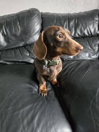 Image 8 of Miniature dachshund male