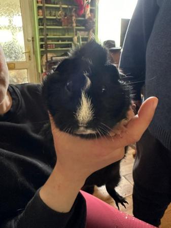 Image 5 of 4 month old male guinea pig looking for forever home.