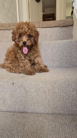 Image 1 of Super Tiny Pedigree Toy Poodles Puppies