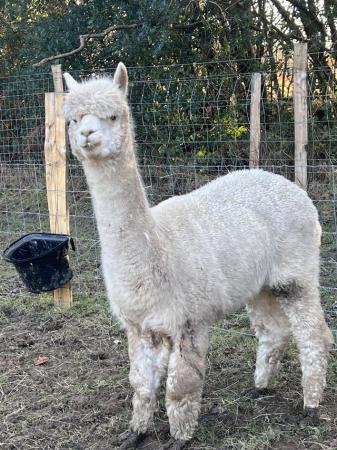 Image 1 of 4 alpaca boys looking for forever home . Free to good home