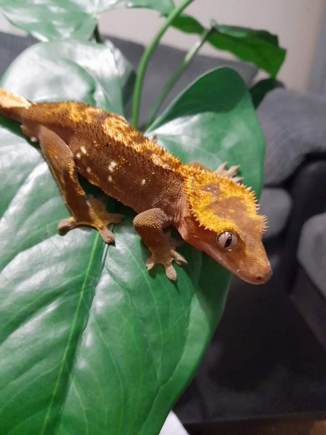 Preview of the first image of Crested gecko Red & Orange male Fire Morph.