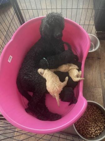 Image 1 of Standard poodles puppies
