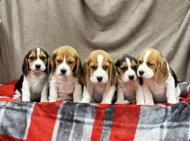 Image 3 of STUNNING CHUNKY KC BEAGLE PUPPIES READY NOW
