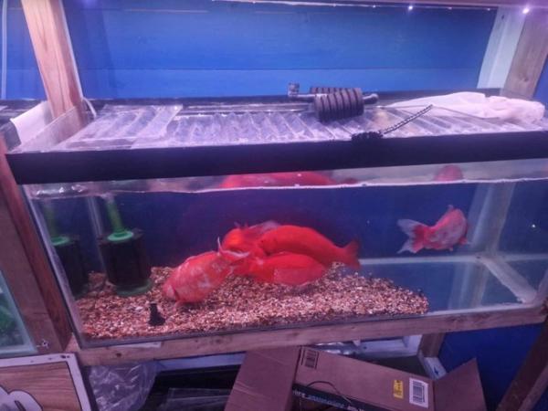Image 5 of Extra Large goldfish  and ghost koi for rehome